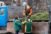 Сдать елку на переработку в Киеве можно до 1 февраля Сдать елку на переработку в Киеве можно до 1 февраля