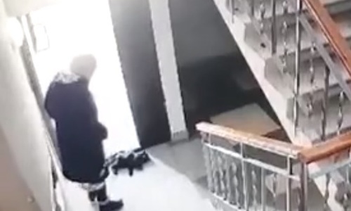 Пинала и выкинула из подъезда: пенсионерка жестоко убила бездомного кота
