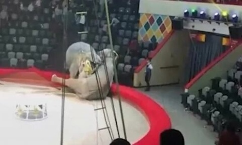 «Психика животных искалечена»: слоних, которые подрались в Казанском цирке, отправили на пенсию «Психика животных искалечена»: слоних, которые подрались в Казанском цирке, отправили на пенсию