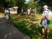 В парках Киева уничтожают амброзию (видео) В парках Киева уничтожают амброзию (видео)