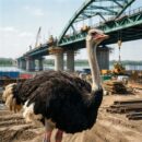 Омская компания обжалует недопуск к конкурсу на ремонт моста в Новосибирске